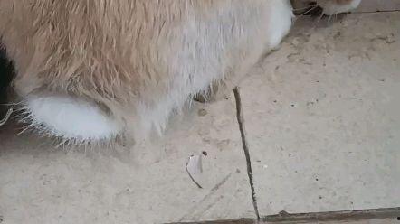 娱乐吃瓜小兔兔,小兔兔的吃瓜日常